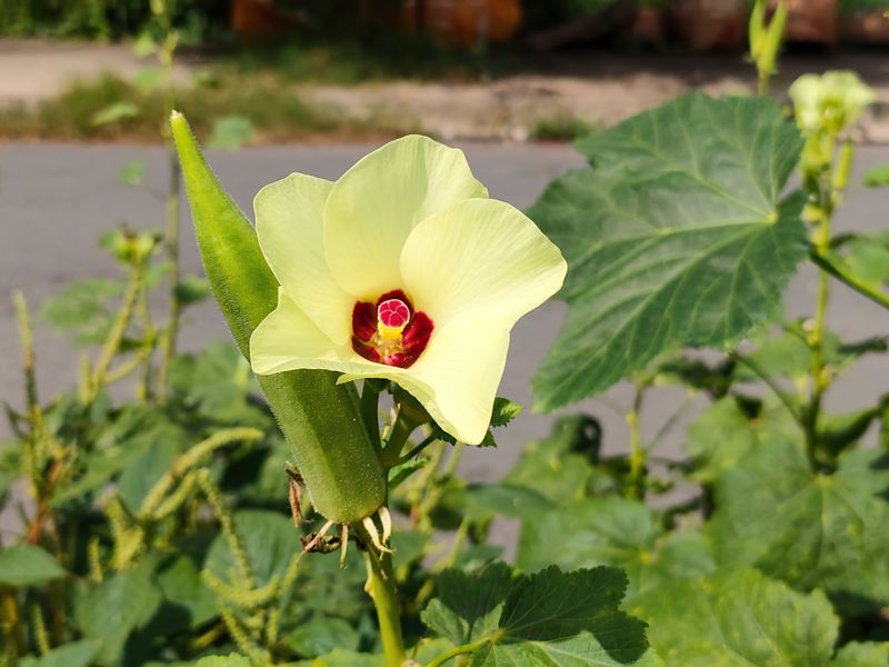 Okra plant with blossom and pod growing in warm sunlight