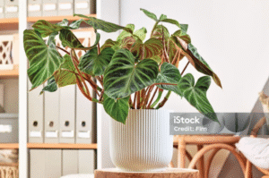 rare houseplants