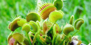 rare plants