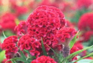 weird plants