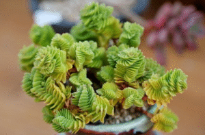 rare succulents