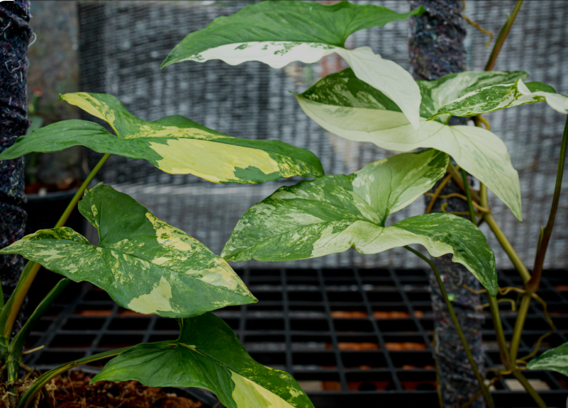 variegated plants