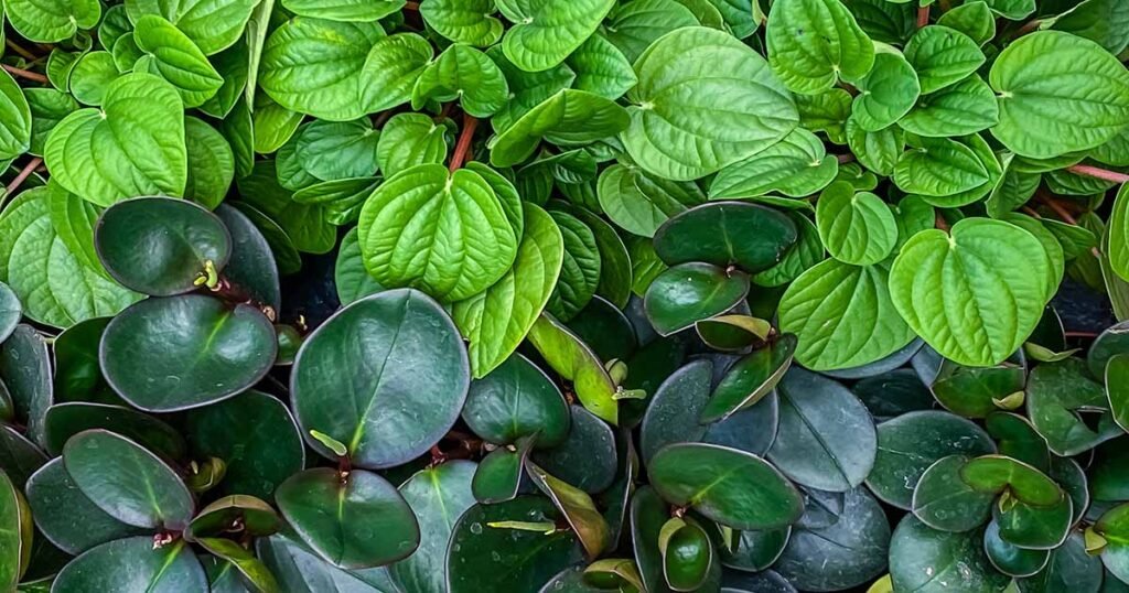 peperomia plant