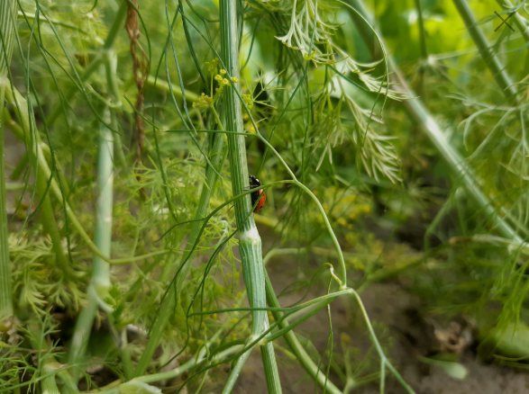how to keep slugs out of garden