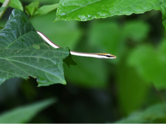 How to Get Rid of Slugs in the Garden