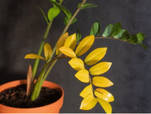 ZZ Plant Light Requirements