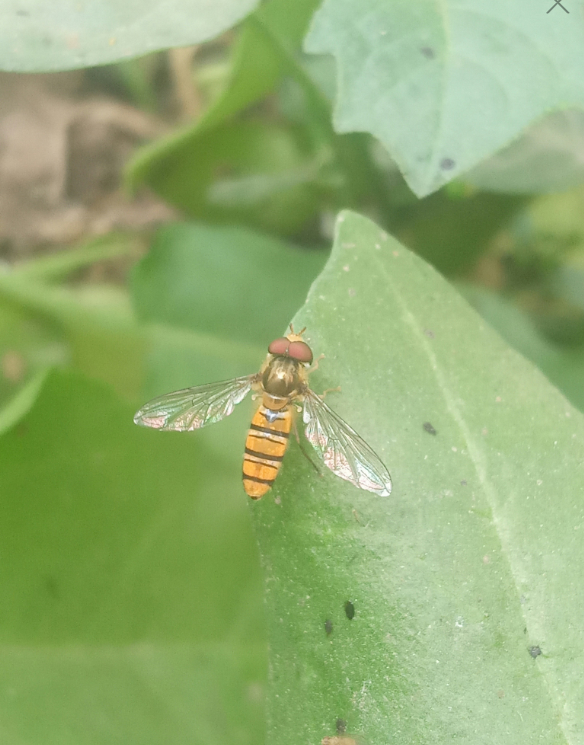 how to keep slugs out of garden