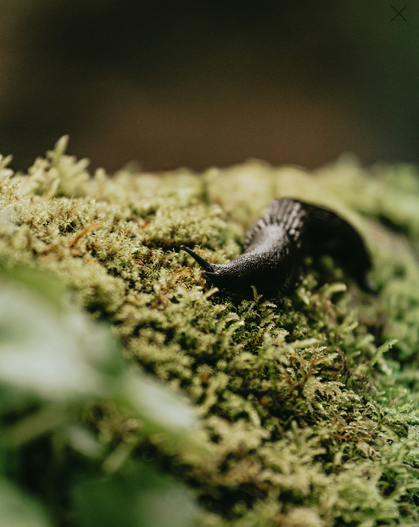 How to Get Rid of Slugs in the Garden
