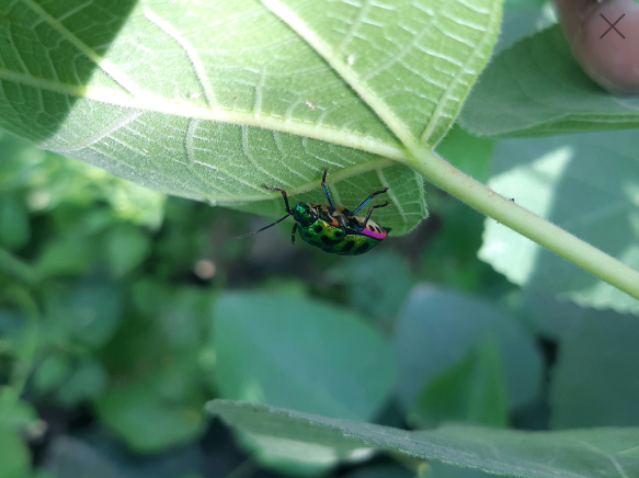 how to keep slugs out of garden