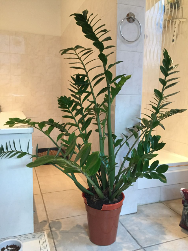 ZZ Plant Light Requirements