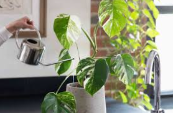 How Often to Water Monstera