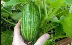 Cucumber Melon