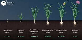 when to plant garlic