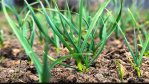 when to plant garlic