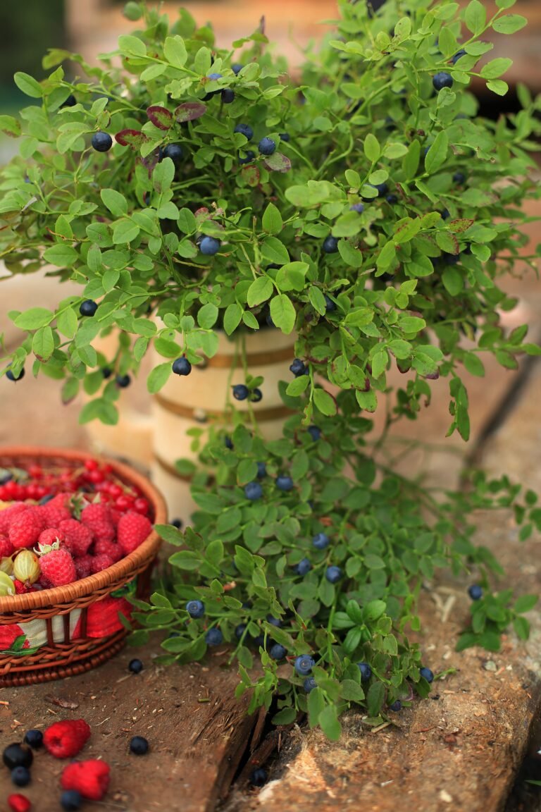 blueberry tree