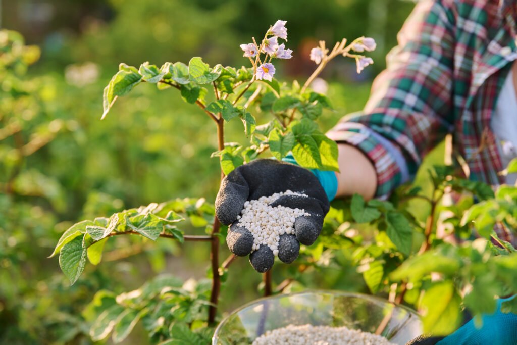 potato fertilizer