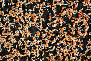 carrot seeds