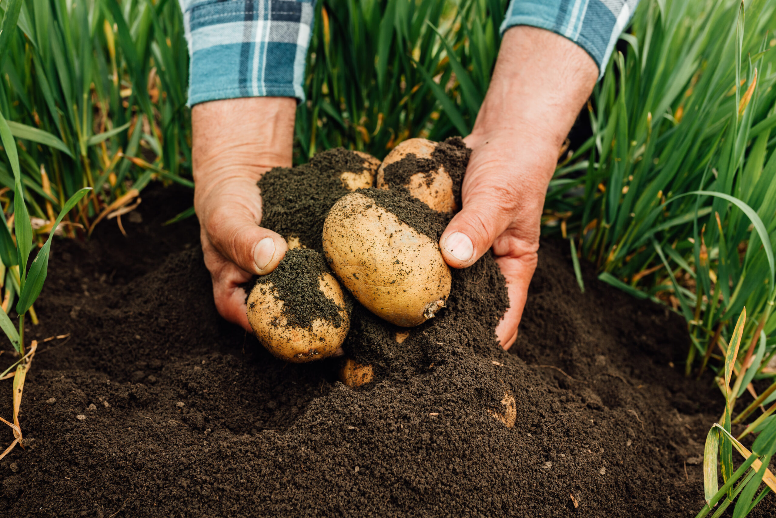 7 Powerful Potato Fertilizer Tips for Bigger Yield potato fertilizer