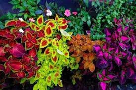 coleus plant