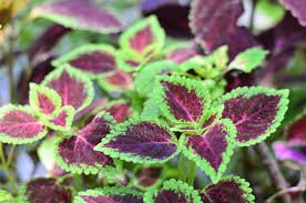 coleus plant