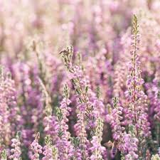 heather flowers