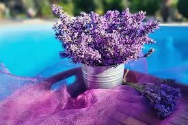 indoor lavender plant