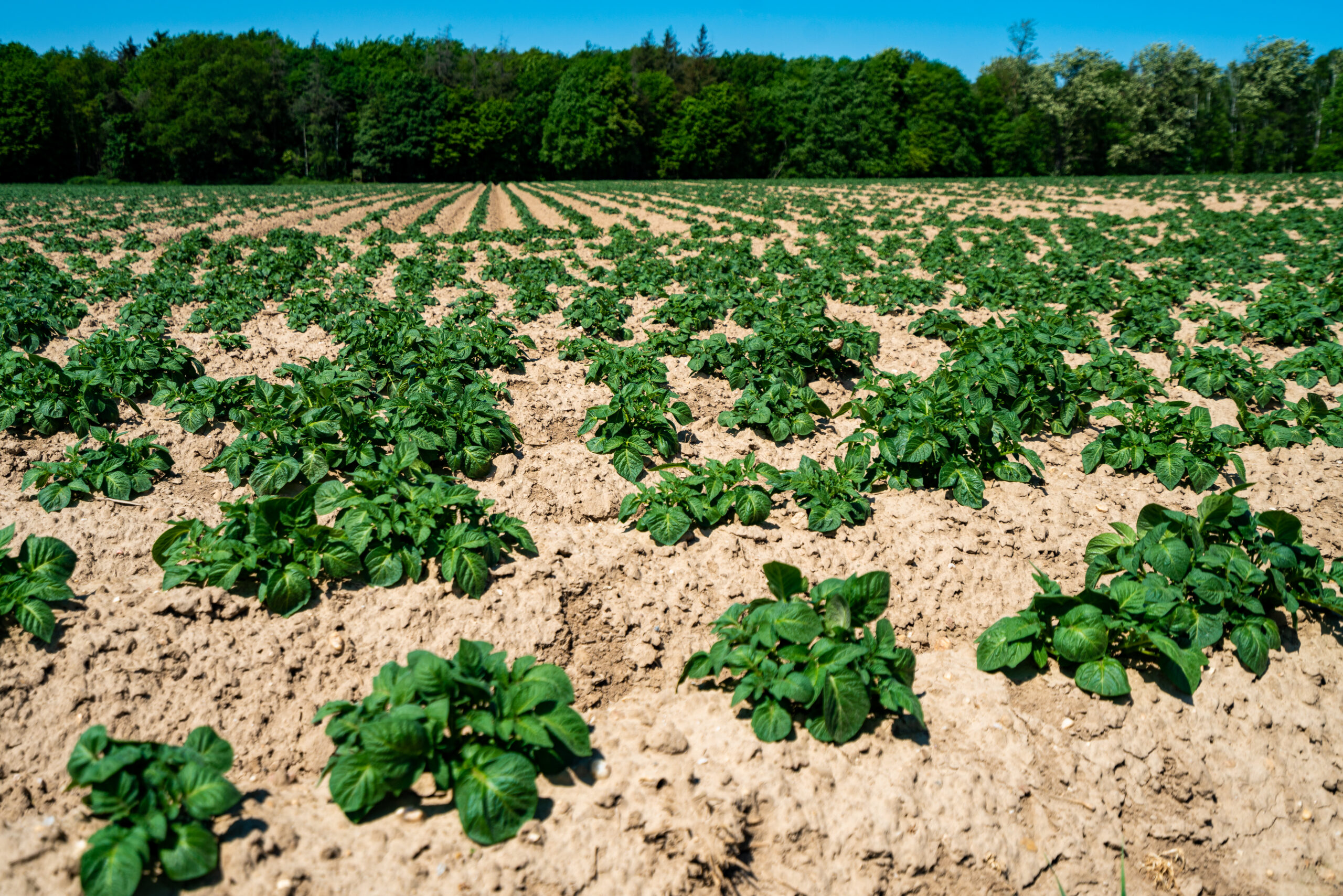 potato growing fertilizer