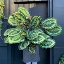 calathea