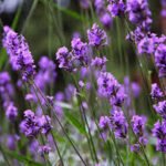 indoor lavender plant