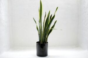 Snake Plant Benefits