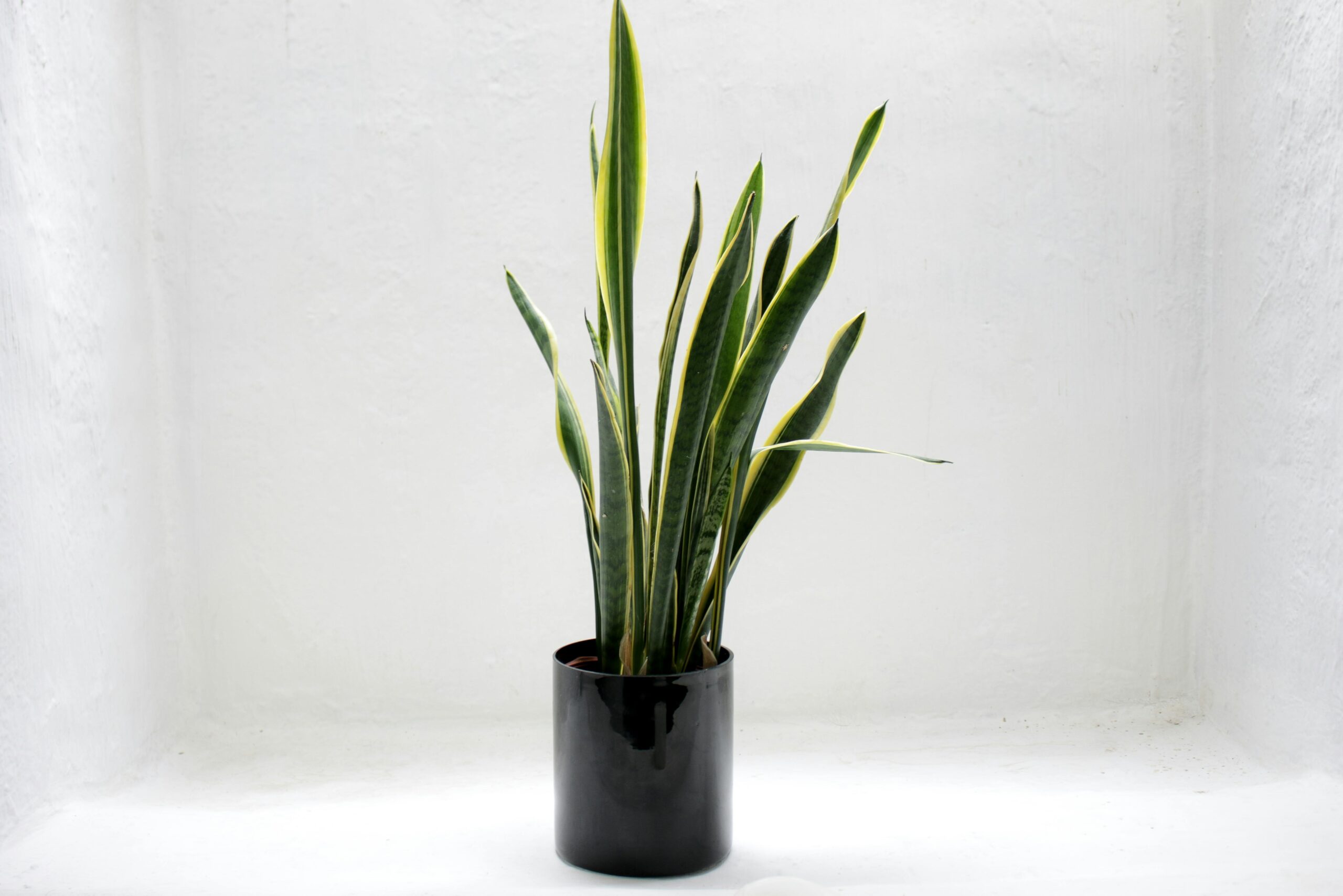 9 Powerful Snake Plant Benefits You Can’t Ignore Snake Plant Benefits