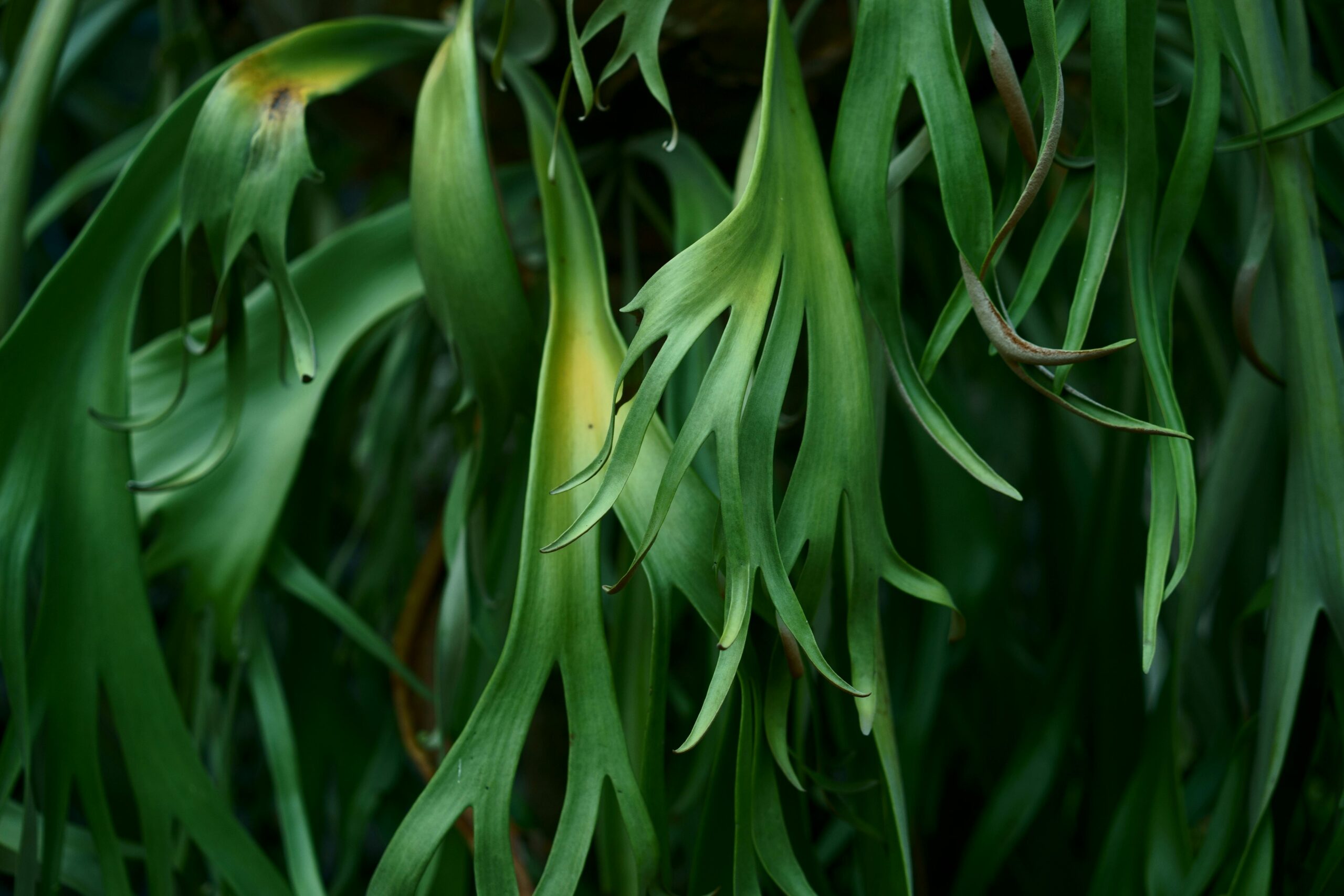 cool plants