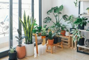 indoor plants from seeds