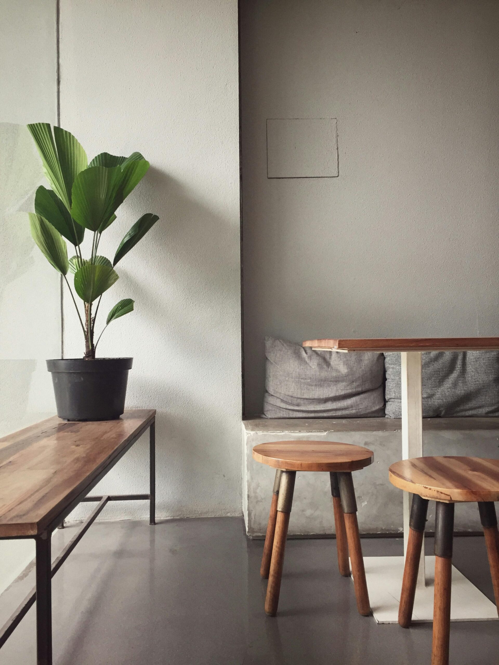 rare indoor plants