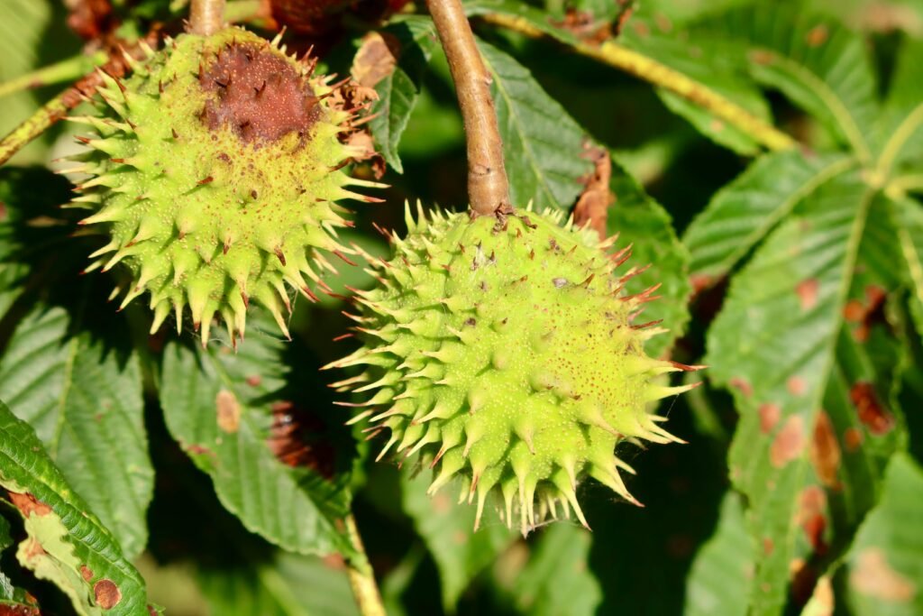 indoor plants from seeds