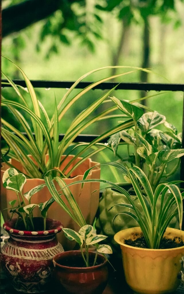 cool house plants