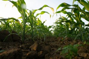 Bulk Soil