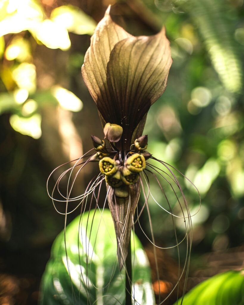  unique indoor plants