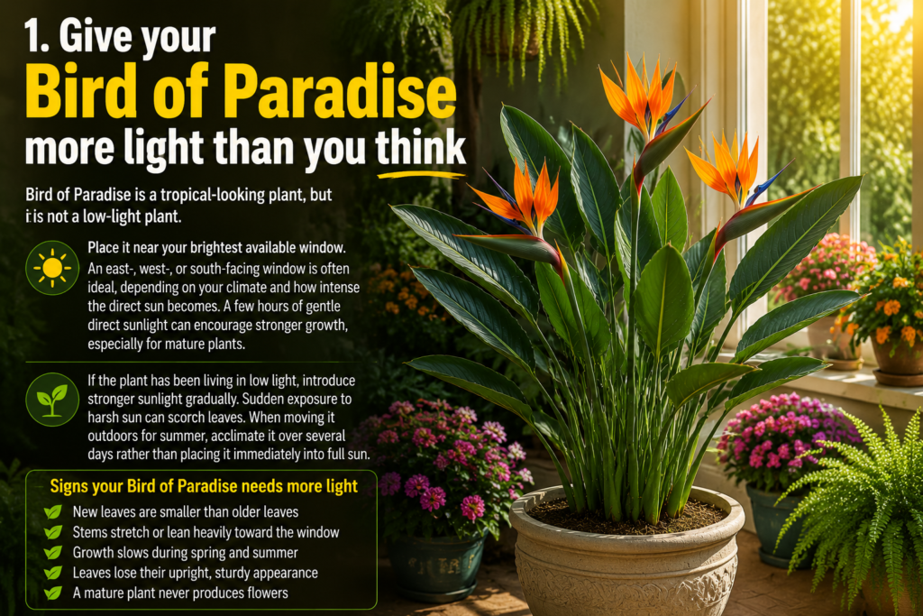 Sunlit indoor garden featuring a Bird of Paradise plant in a pot surrounded by lush houseplants and colorful flowers near a bright window, with a bold headline about giving the plant more light for healthy growth.