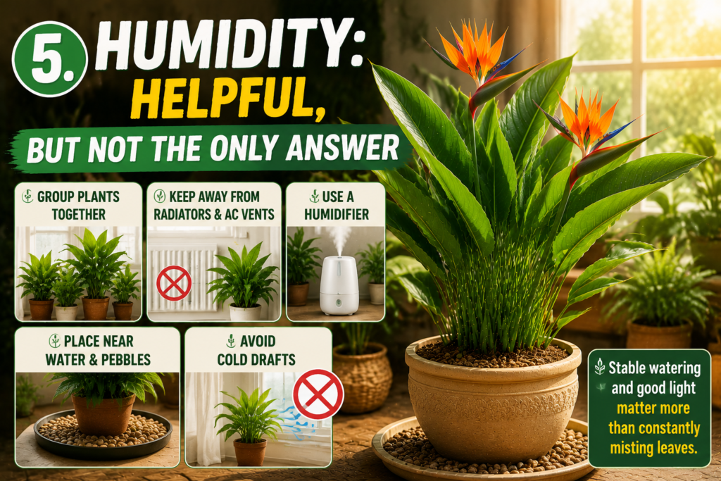 Bird of Paradise humidity care infographic showing a healthy indoor plant in a bright room with tips for maintaining humidity, including grouping plants, avoiding drafts, using a humidifier, and keeping balanced watering for strong tropical growth.
