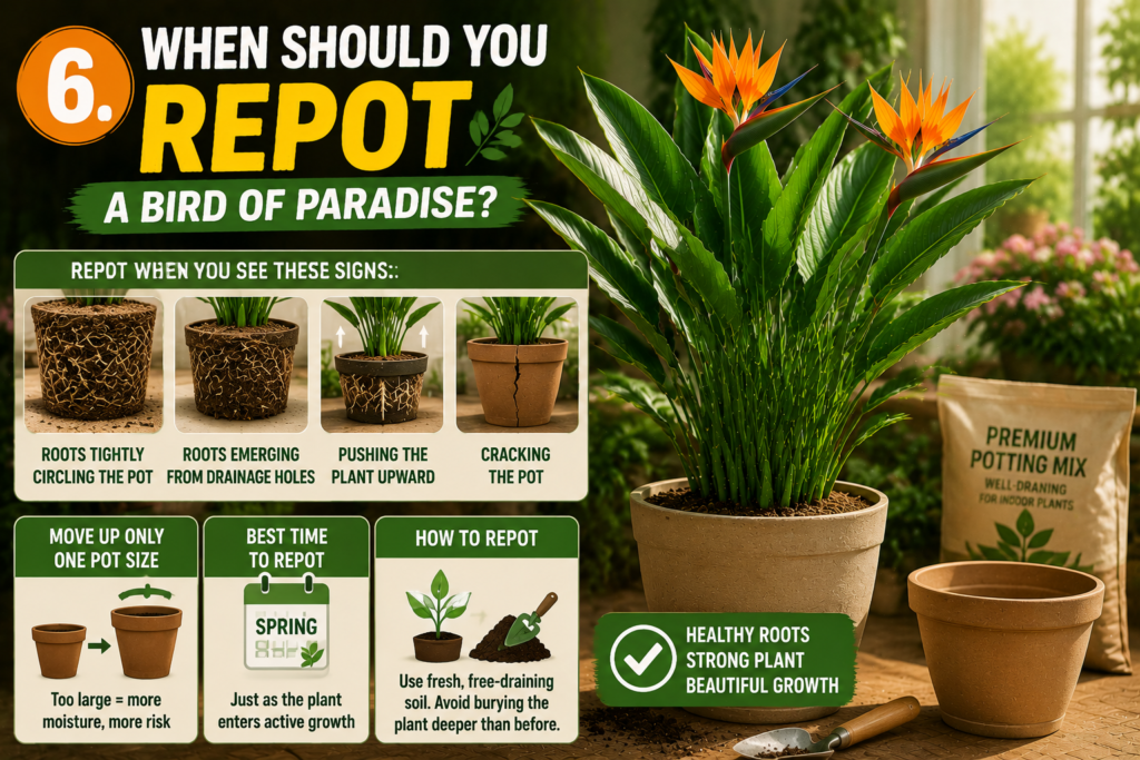 Bird of Paradise repotting guide infographic showing a healthy tropical plant in a pot alongside step-by-step visual signs for repotting, including root circling, roots emerging from drainage holes, upward pushing growth, and cracked pots, with tips for using fresh well-draining soil and repotting in spring for optimal plant health.