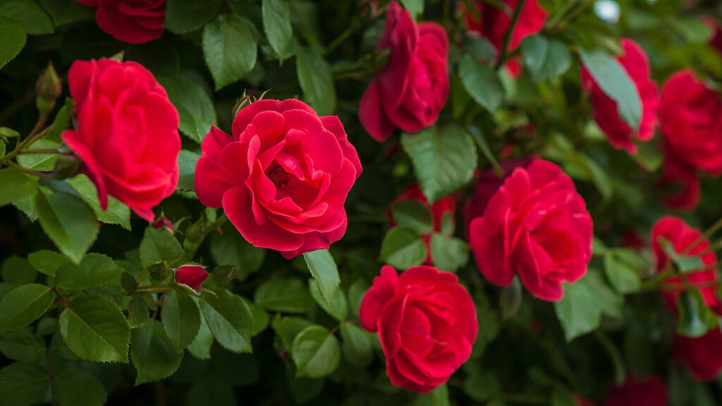 Best Red Roses To Grow In Your Garden