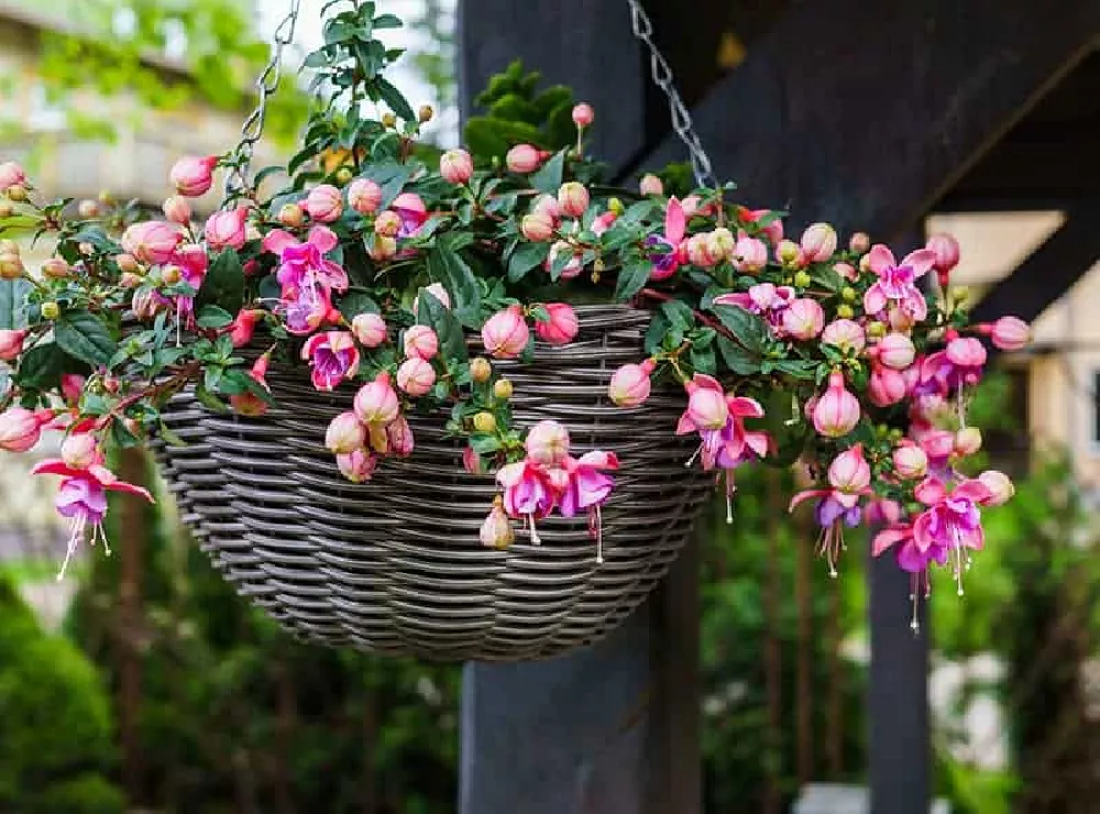 Fuchsia Plant Care and Growing Guide