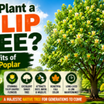 tulip tree