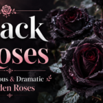 black rose