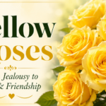 yellow rose