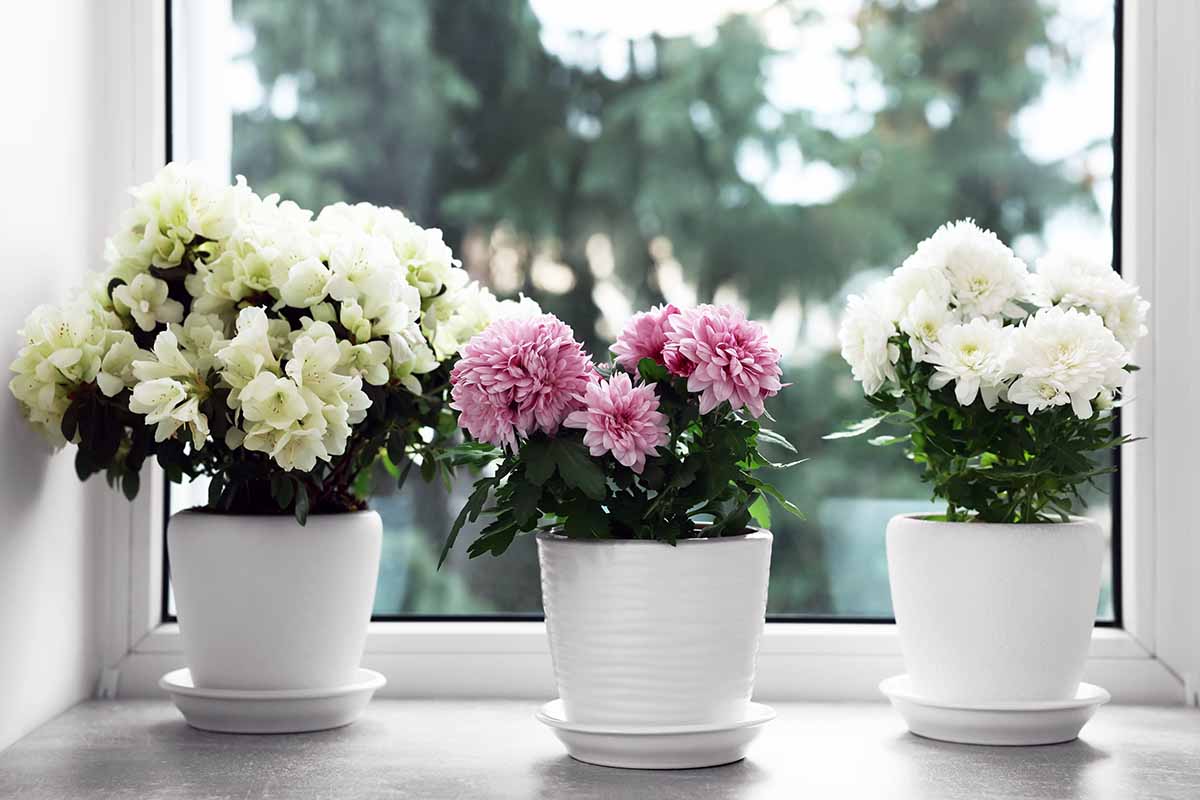 Chrysanthemum — November birth flower