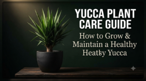 yucca