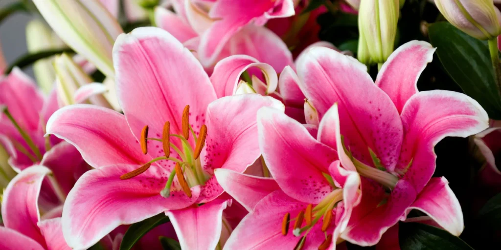 Lilies Flowers: From Garden Favorites to Stunning Arrangements