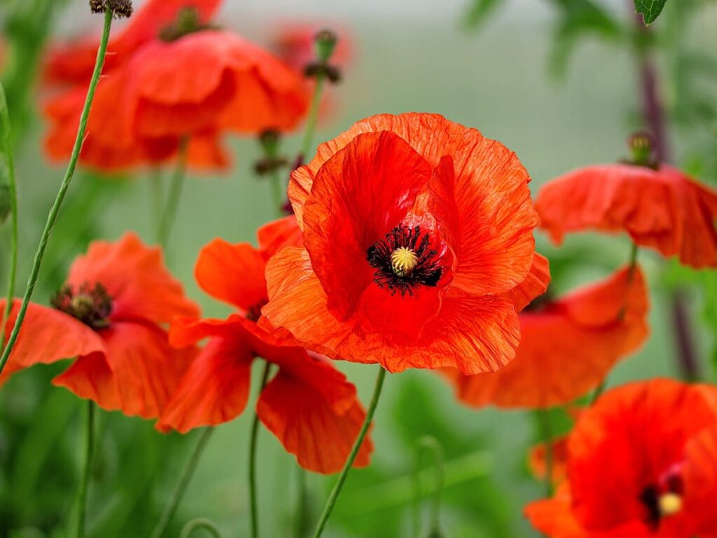 Poppy Flower: Burst of Color and History